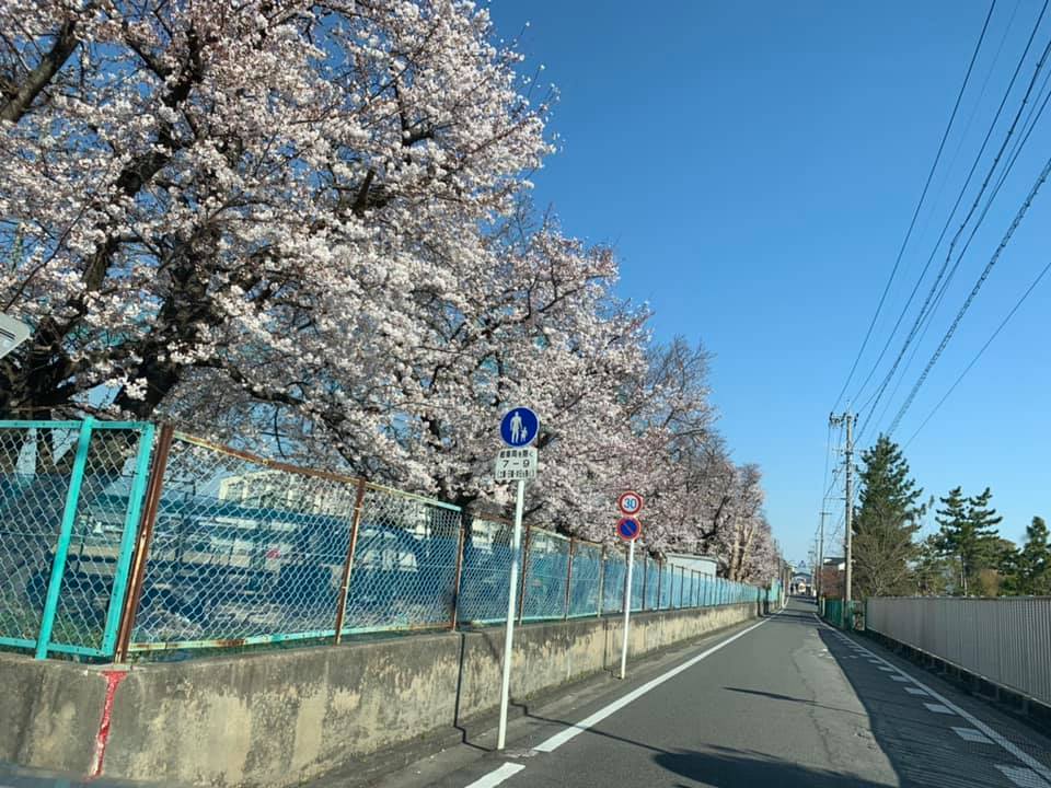 さくらの道。Sakuras-Road. 愛知県岡崎市 2019年4月3日 815