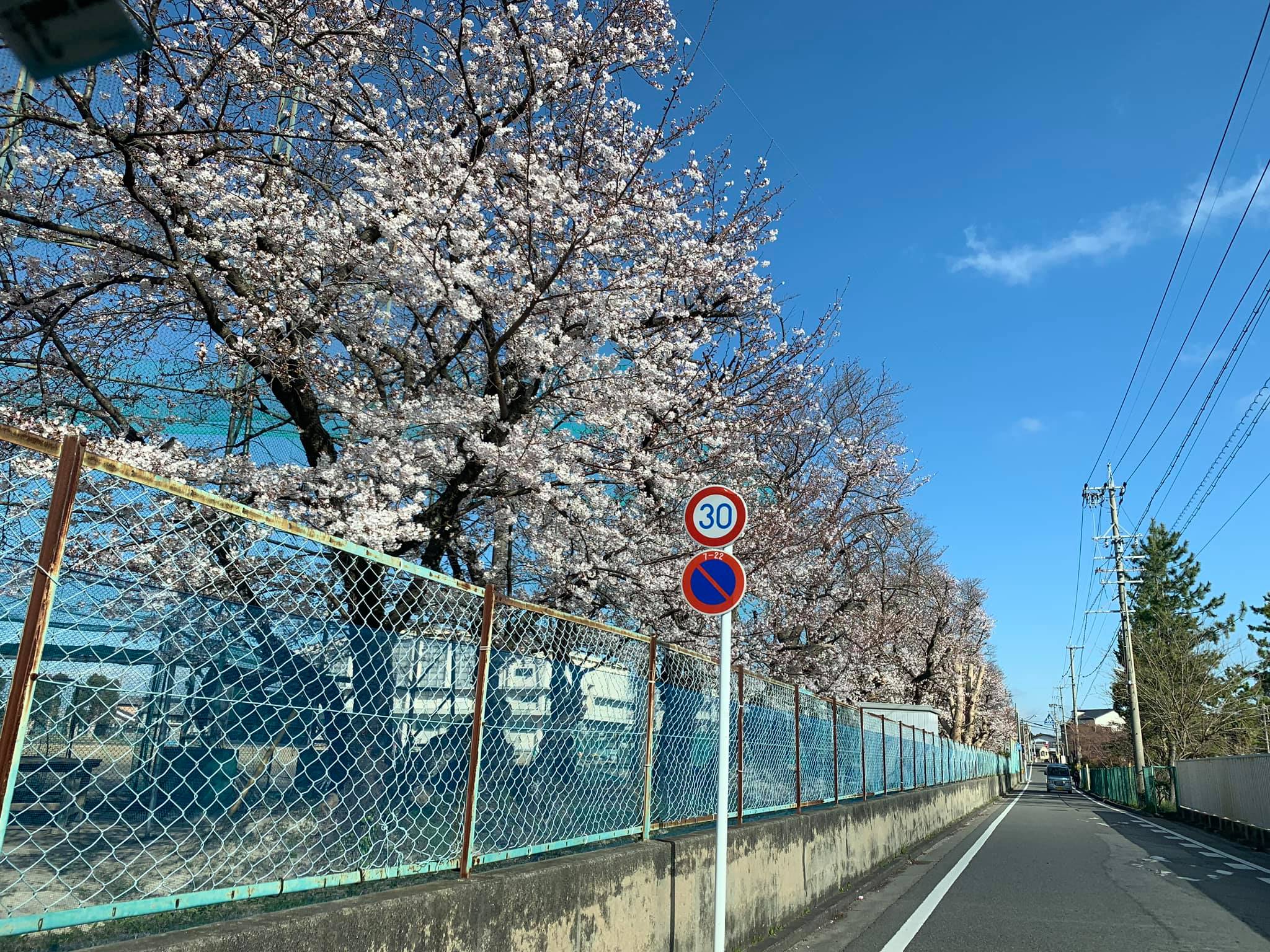 さくらの道。Sakuras-Road.　愛知県岡崎市　2019年4月3日　815