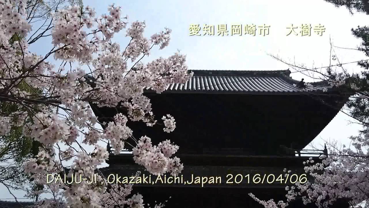 Cherry-blossoms大樹寺のさくら亀鳴くは-雨の予報か-舞う和尚20160406