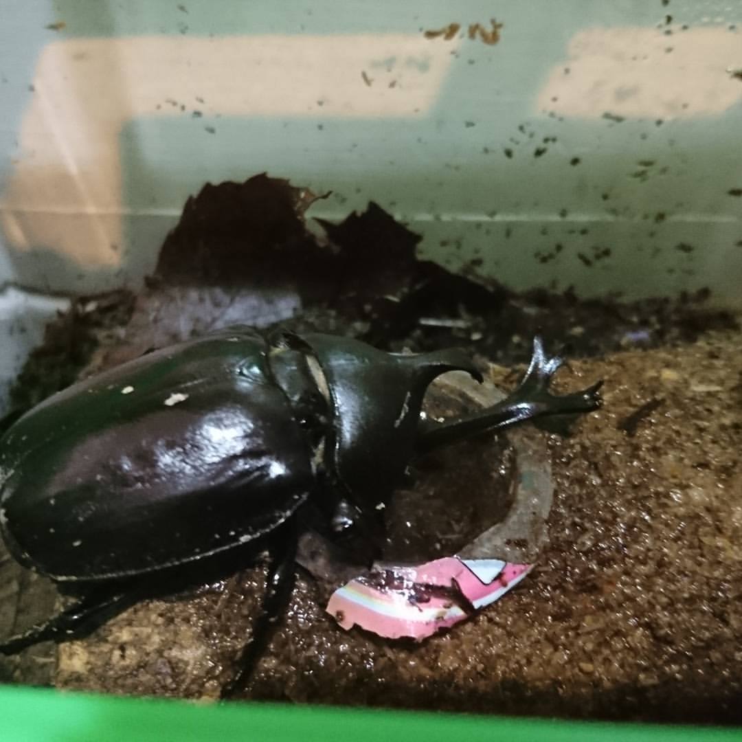 最近の帰宅のお出迎えはカブ太。