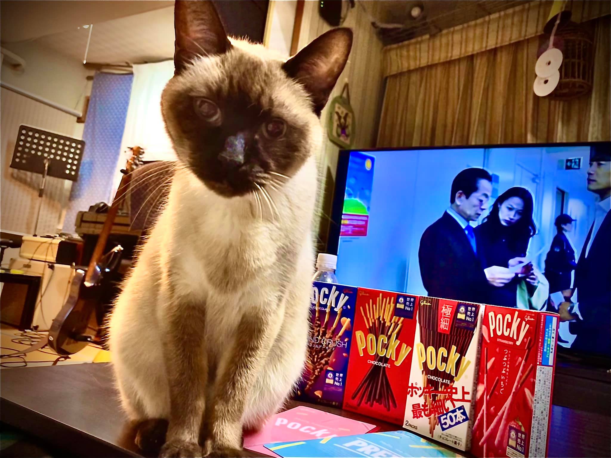 ポッキーの日。 の大人買い。 の写真を撮らせてくれない(笑) 2020-11-11