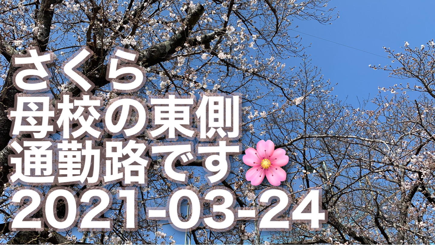 さくら|サクラ|桜|2021-03-24