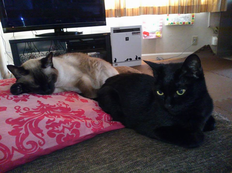 今日は起きると目の前にいる猫たちの写真からスタート！