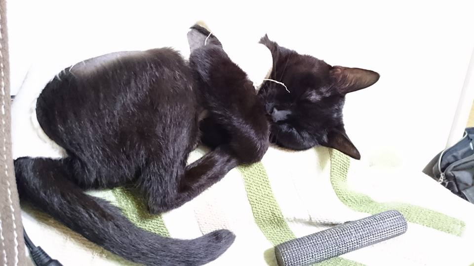 くぅちゃん｜2016-08-12