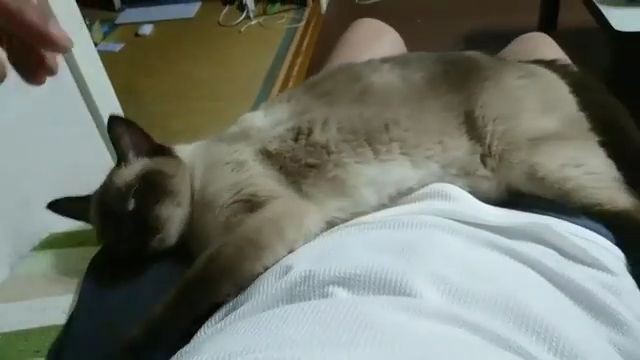 撫でる動画♪ #cat｜2017-08-06
